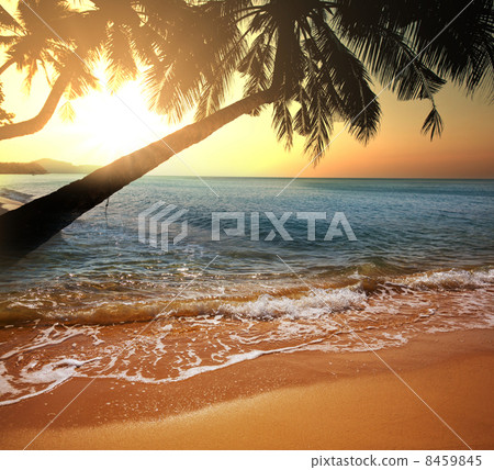 Tropical beach Tropical beach 8459845