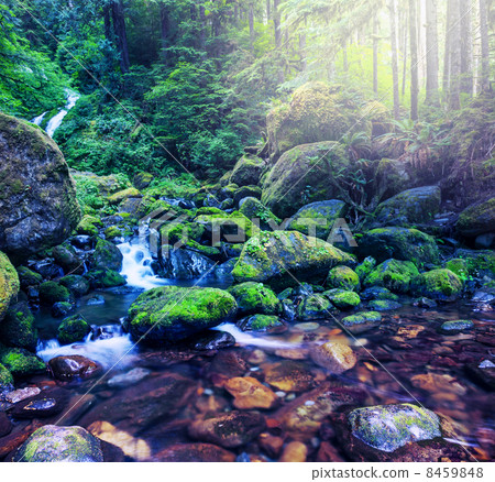Forest Forest 8459848
