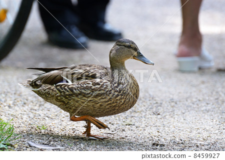 Wild duck in town. 8459927