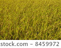 Paddy field 8459972
