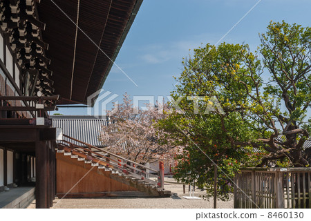 Kyoto Imperial Palace Kyoto Imperial Palace 8460130