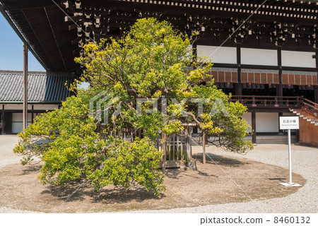 Kyoto Imperial Palace Shikoku Okinawa Kyoto Imperial Palace Shikoku Okinawa 8460132