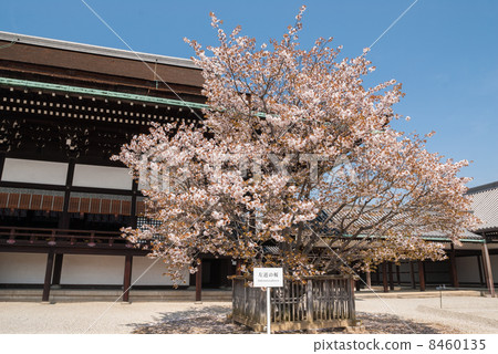 Kyoto Imperial Palace Shrine Plaza Cherry Blossoms 8460135