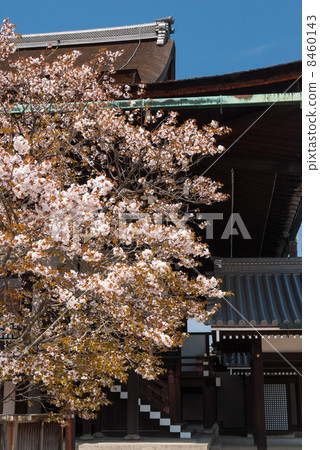 Kyoto Imperial Palace Shrine Plaza Cherry Blossoms Kyoto Imperial Palace Shrine Plaza Cherry Blossoms 8460143