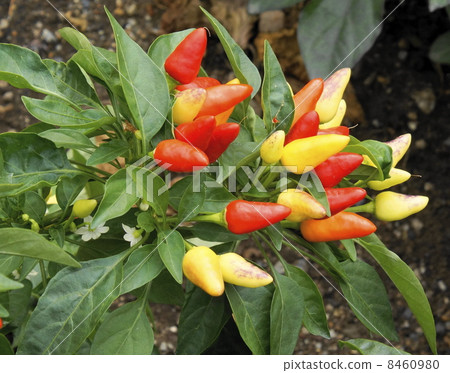 Goshiki Capsicum 01 8460980