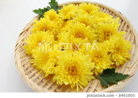 edible chrysanthemum 8461003