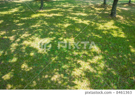 Shade of tree 8461363