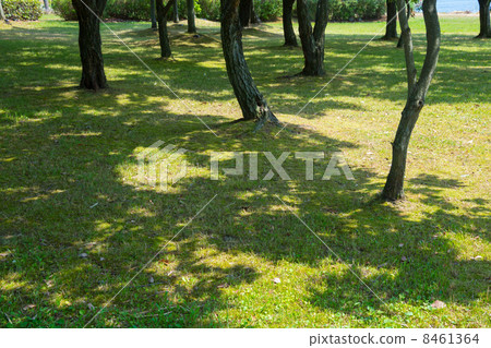 Shade of tree 8461364