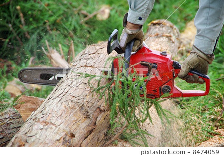 Cutting of cedar wood Cutting of cedars 8474059