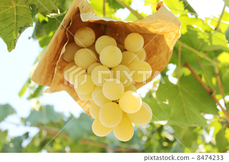 山梨葡萄 山梨葡萄 8474233