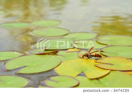 Hornet Hornet 8474289