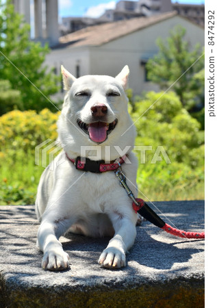 White dog White dog 8474292
