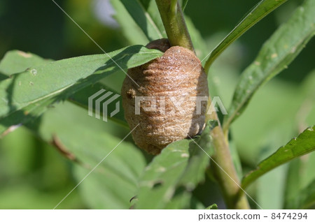 Mantis egg sheath Mantis egg sheath 8474294