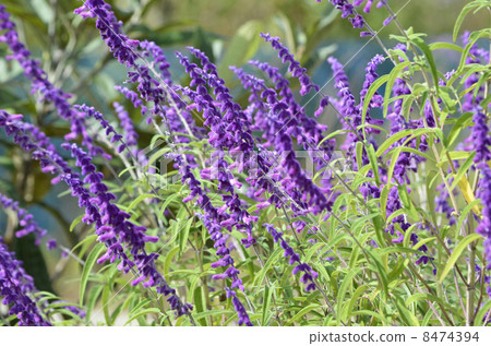 Salvia Leukansa 8474394