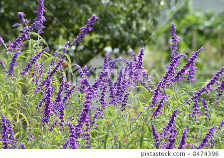 Salvia Leukansa 8474396