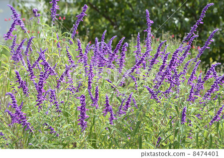 Salvia Leukansa 8474401