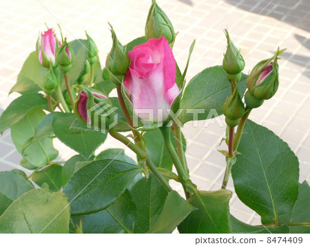 Roses bud Roses bud 8474409