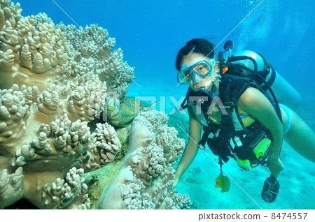 女潛水員和綠海龜 女潛水員和綠海龜 8474557