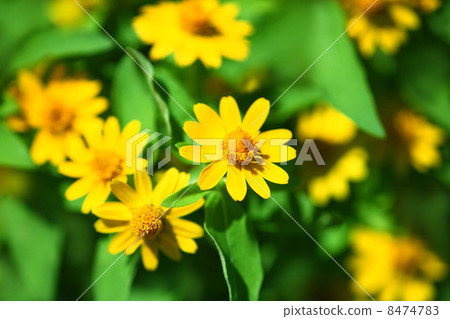 Melanpodium flowers Melanpodium flowers 8474783