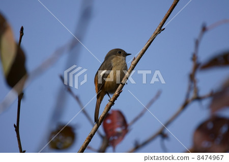 Lieutenant bitch female 8474967