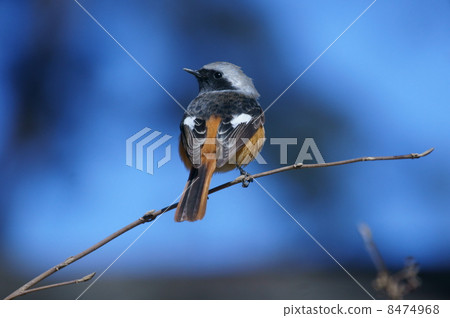 Lieutenant Giu Bitaki male back 8474968