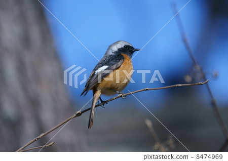 Lieutenant Giu Bitaki male facing right 8474969