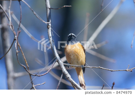 Captain Tsutsumi Koubutaki Front 8474970