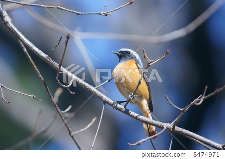 Mr. Lt. Giubitaki male leftward 8474971