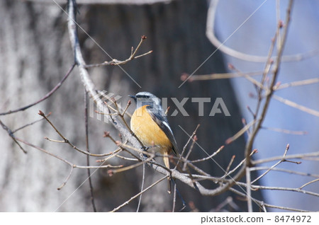 Kousuke Giubitaki先生 Kousuke Giubitaki先生 8474972