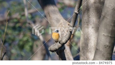 Kousuke Giubitaki先生 Kousuke Giubitaki先生 8474975