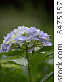 hydrangea   8475157
