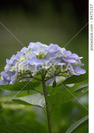 hydrangea   8475157