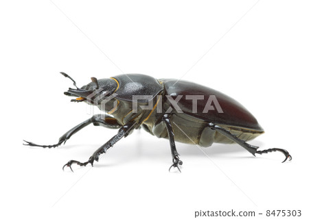 Female stag beetle 8475303