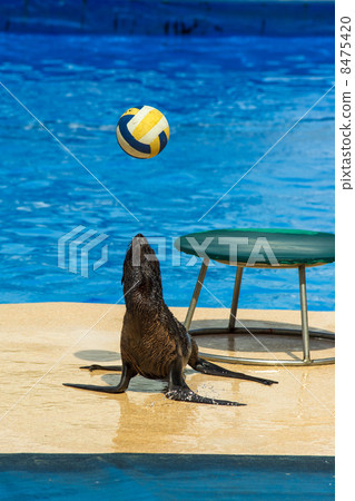 Fur seal with ball 8475420