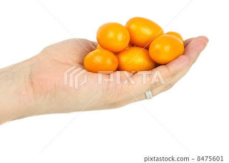 Hand holding few kumquat fruits 8475601