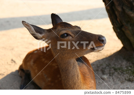 Miyajima deer Miyajima deer 8475899