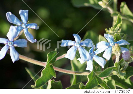 A blue fairy! Oxipetalum: Brewster 8475997