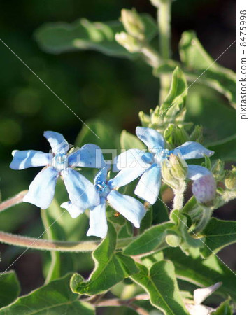 A blue fairy! Oxipetalum: Brewster 8475998