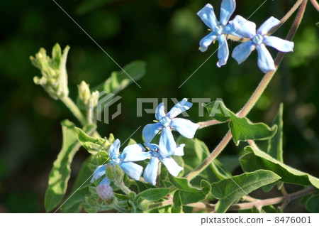 A blue fairy! Oxipetalum: Brewster A blue fairy! Oxipetalum: Brewster 8476001