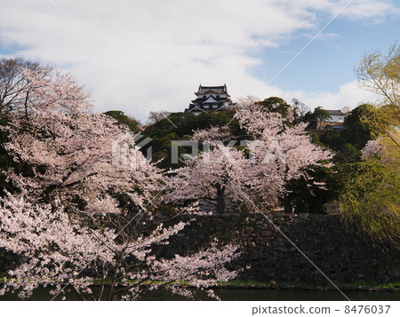 櫻花彥根城堡 櫻花彥根城堡 8476037
