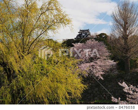 櫻花彥根城堡 櫻花彥根城堡 8476038