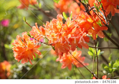 Ranged azalea 8476186
