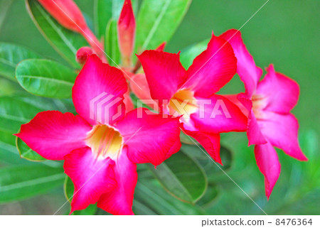 Flower Adenium Plant Desert Rose Dessert · Rose Tropical Indonesia Bali Island Indonesia Southeast Asia Tropical Nature Pink Red Red Brilliant Summer Green Leaf 8476364
