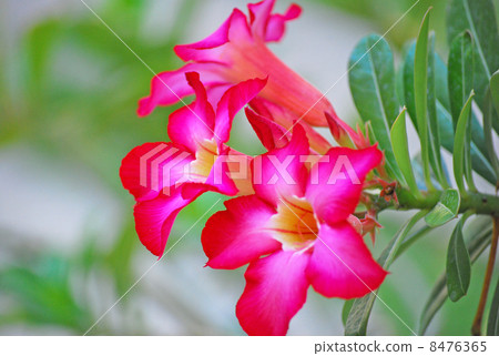花夾竹桃植物沙漠玫瑰沙漠玫瑰熱帶巴厘島印度尼西亞東南亞熱帶自然桃紅色紅色生動夏天綠葉開花綻放美麗背景熱帶新鮮園藝樹 8476365