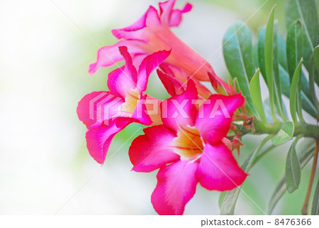 花夾竹桃植物沙漠玫瑰沙漠玫瑰熱帶巴厘島印度尼西亞東南亞熱帶自然桃紅色紅色生動夏天綠葉開花綻放美麗背景熱帶新鮮園藝樹 8476366