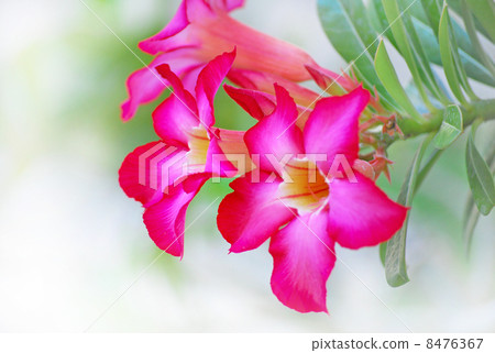 花夾竹桃植物沙漠玫瑰沙漠玫瑰熱帶巴厘島印度尼西亞東南亞熱帶自然桃紅色紅色生動夏天綠葉開花綻放美麗背景熱帶新鮮園藝樹 8476367