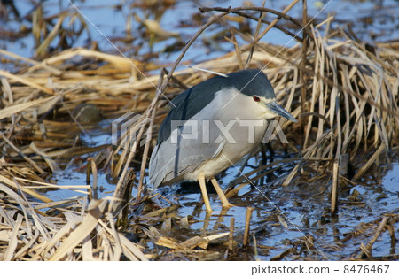 Leave departure for hunting Goya kun Leave departure for hunting Goya kun 8476467