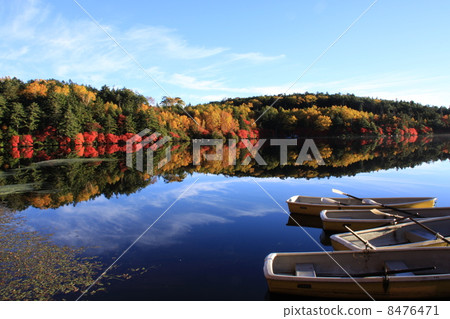 Autumn leaves of Shirakomakike 8476471