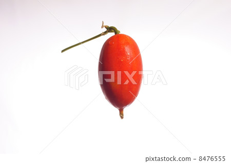 草皮種子 8476555