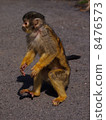 松鼠猴 8476573
